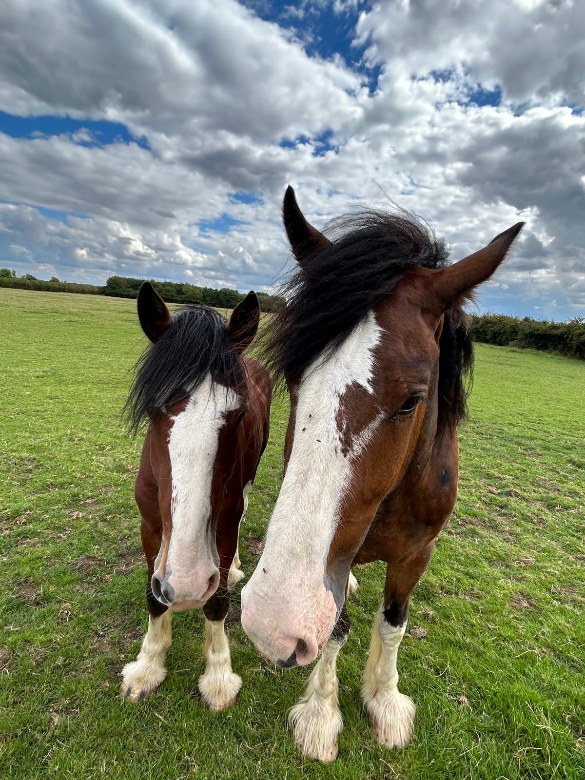 Shire Horse in harness